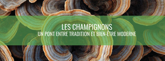 Le pouvoir ancestral des champignons : le superaliment fonctionnel de la nature