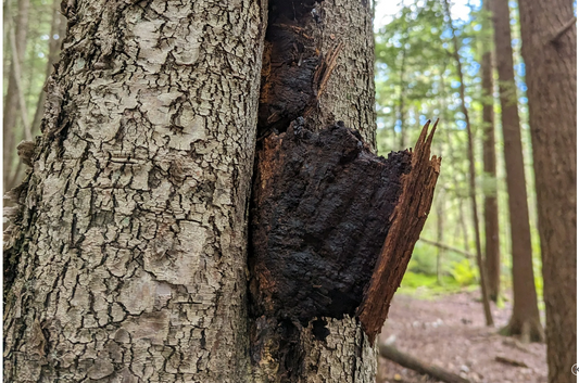 Chaga (Inonotus obliquus) : Le « roi des champignons » au passé millénaire